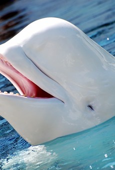 A beluga whale died prematurely at SeaWorld San Antonio on Friday, November 13.