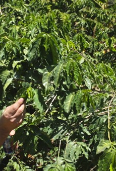 Brown Coffee Co. owner Aaron Blanco searching out the perfect coffee beans in the upcoming documentary Coffee Hunting: Kenya.
