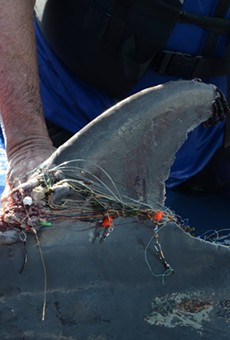 SeaWorld San Antonio Helps Save South Padre Island Dolphin Tangled in Fishing Gear