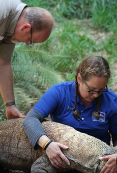 As well as providing care for the San Antonio Zoo's own Komodo dragon, Bubba, Dr. Coke (left) also aids other zoos with Komodo dragon medical consulting.