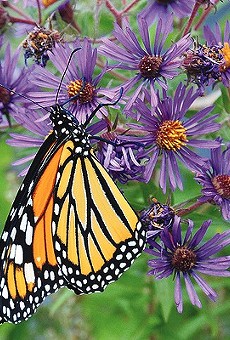 The Monarch Butterfly and Pollinator festival seeks to raise awareness about the importance of local pollinators and celebrate San Antonio's role as the First Monarch Butterfly Champion City in the nation.