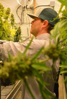 A worker at Texas Original Compassionate Cultivation, one of Texas' approved cannabis suppliers, harvests buds from marijuana plants.