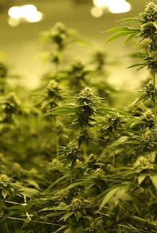 Marijuana plants grow in an indoor facility.