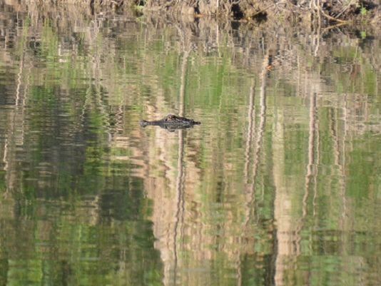 A Comal County resident photographed an alligator in the Guadalupe River this weekend. - CAREY MUELLER