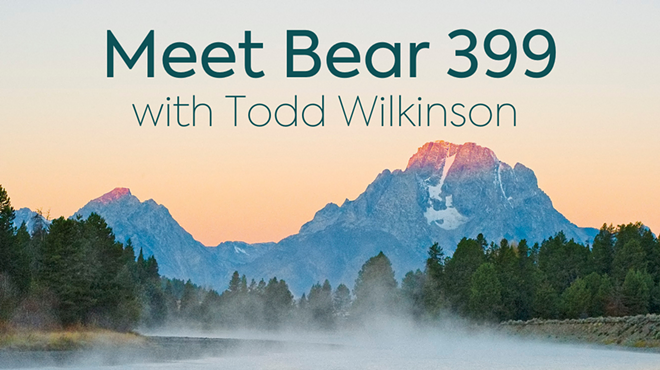 Meet Bear 399