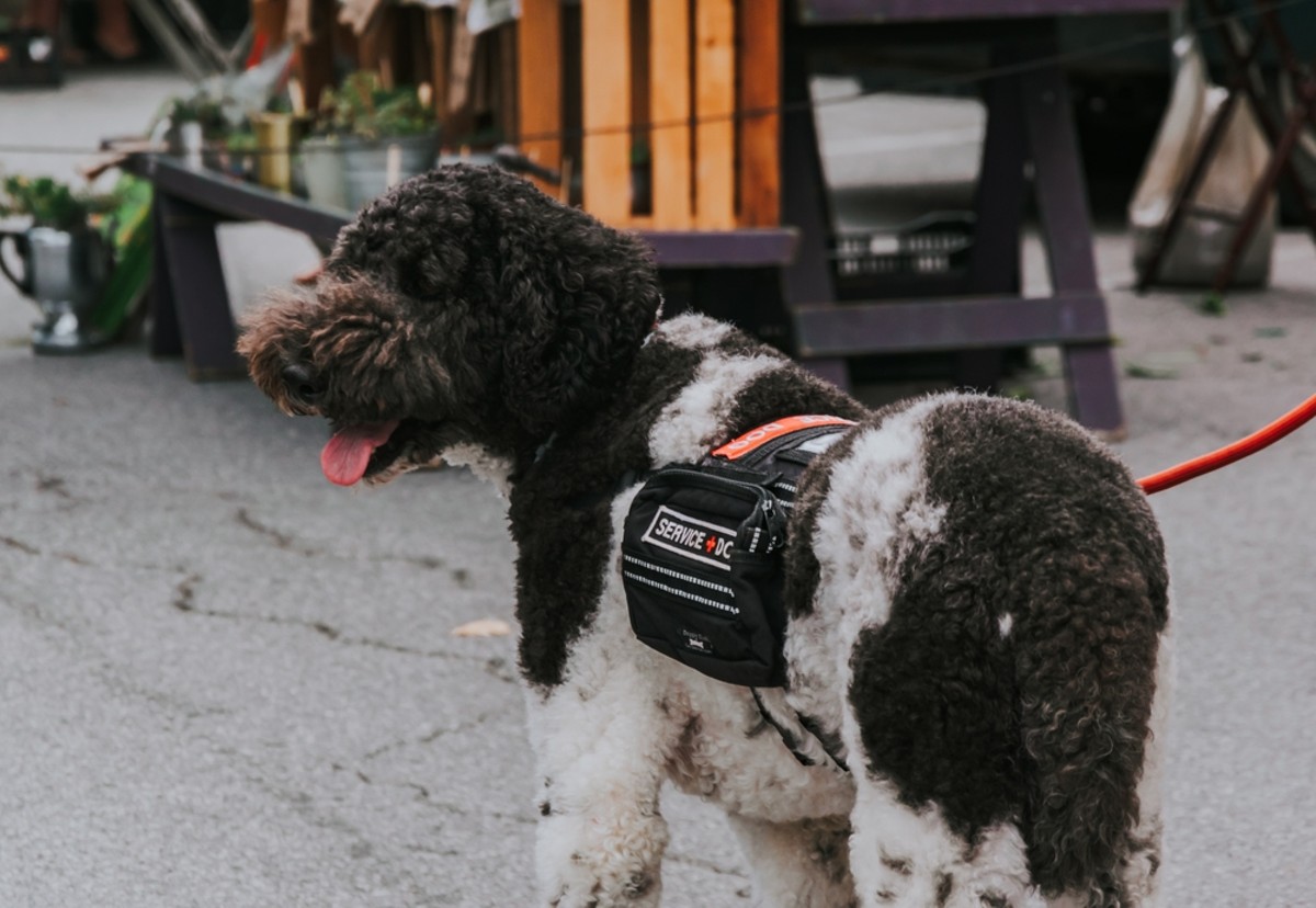 Cleveland Browns Front Clip Pet Harness – Posh Puppy Boutique