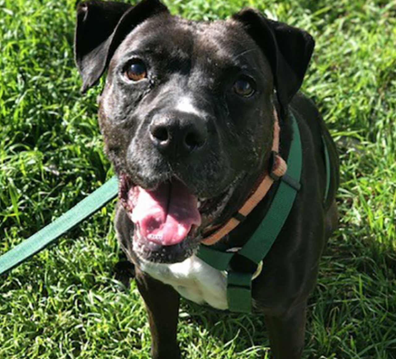 20 Adoptable Dogs at the Animal Defense League Ready to Be Your Ride or ...