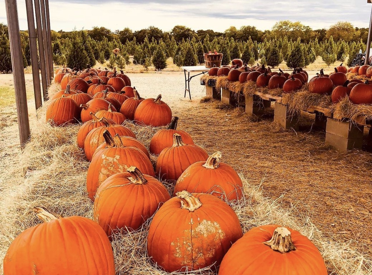 cedar hill farm pumpkin patch