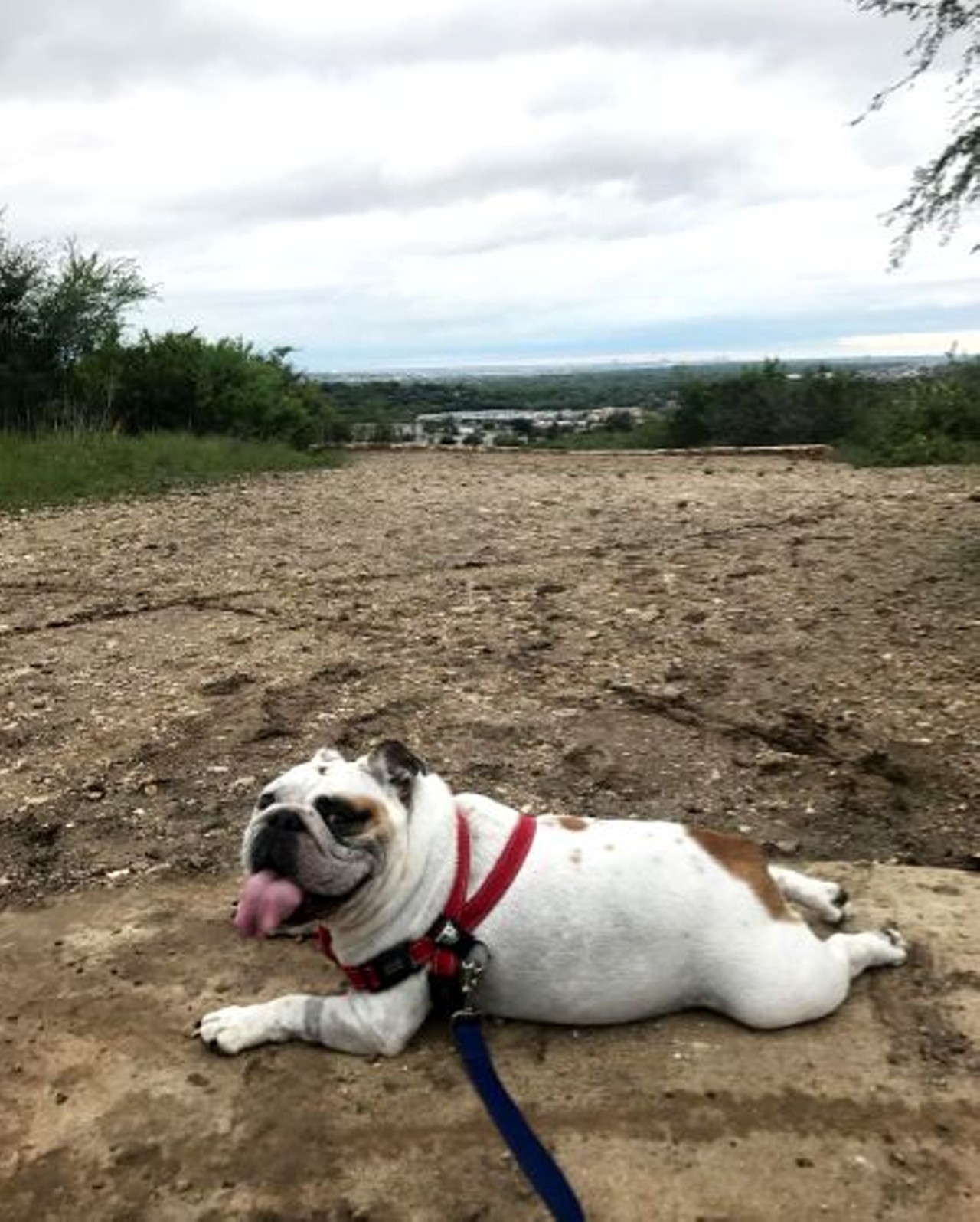 are dogs allowed at comanche lookout park