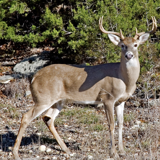 White-tailed Deer Management Symposium